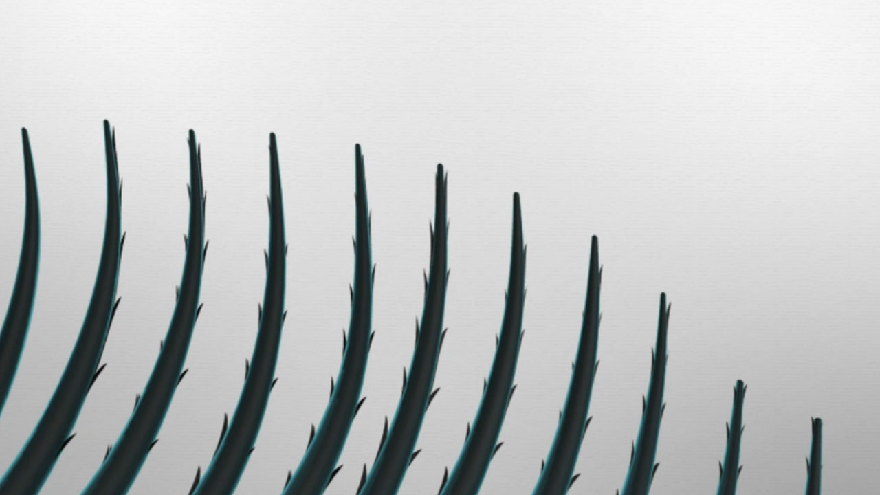 Visuel du Motion design Lash Booster